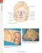 Andrews' Diseases of the Skin Clinical Atlas - Second Edition 11122 фото 2