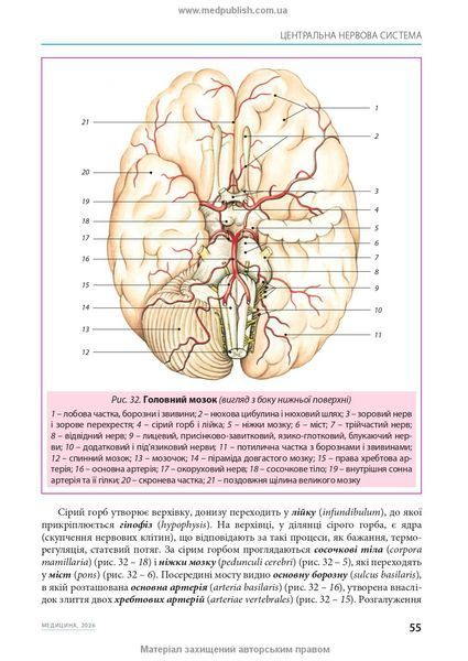 Малый атлас по анатомии: 6-е издание / Ришард Александрович, Богдан Цишек 75635 фото