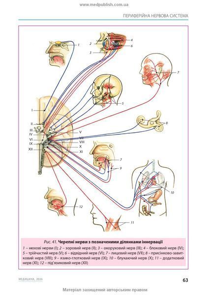 Малый атлас по анатомии: 6-е издание / Ришард Александрович, Богдан Цишек 75635 фото